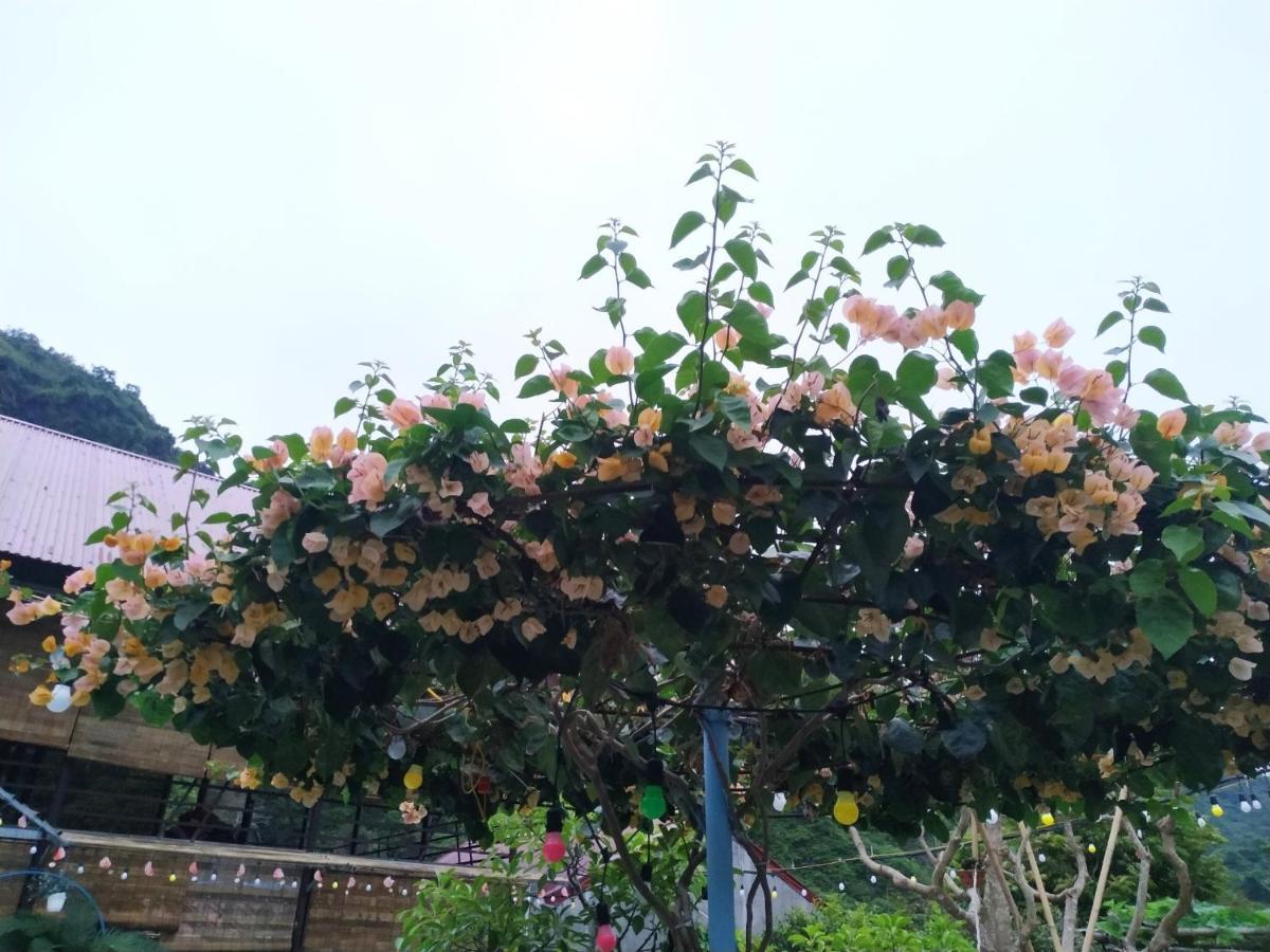 Central Hills Cat Ba Xuân Đám Ngoại thất bức ảnh