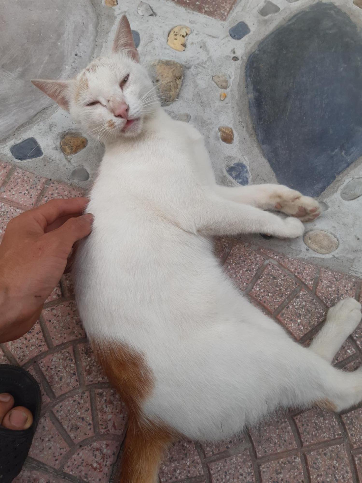 Central Hills Cat Ba Xuân Đám Ngoại thất bức ảnh