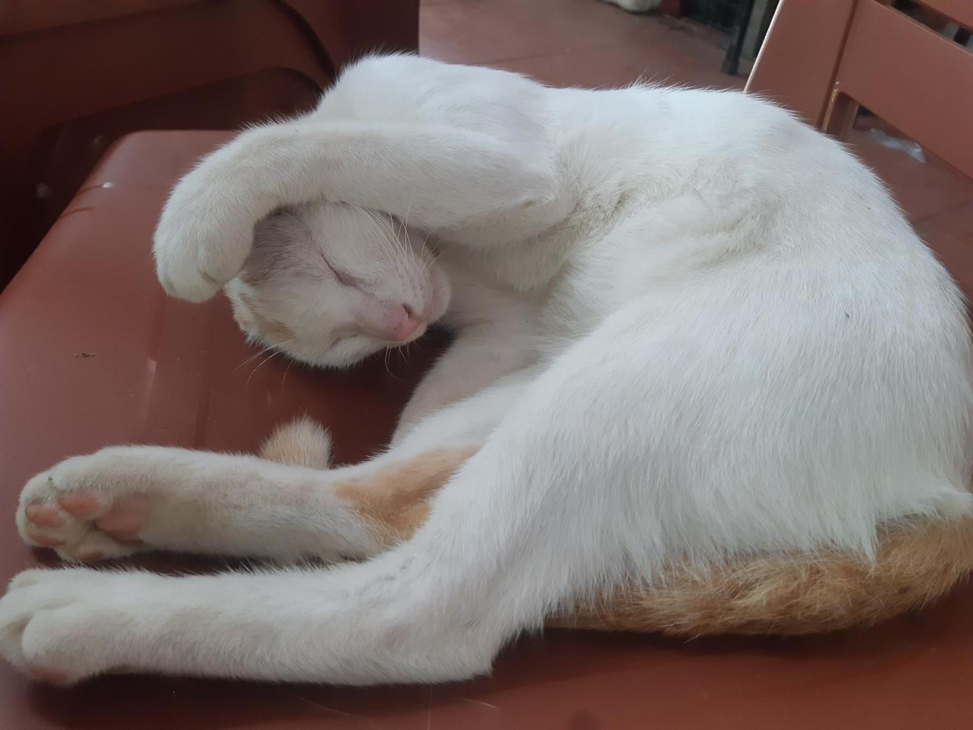 Central Hills Cat Ba Xuân Đám Ngoại thất bức ảnh